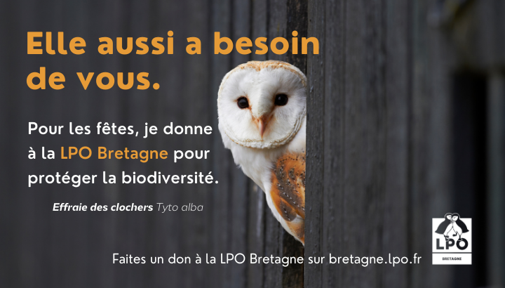 Faites un don à la LPO Bretagne !
